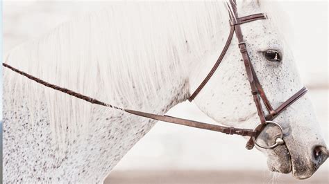 Horse Reins- Types And How They Work