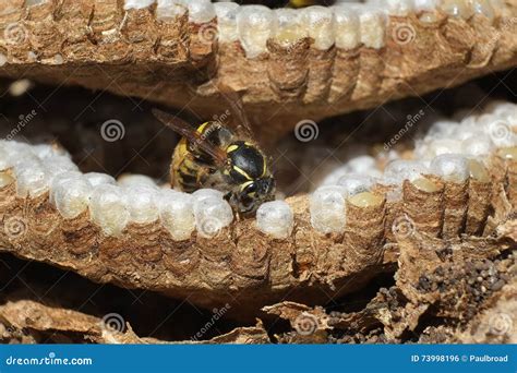 Wasps Nest Inside
