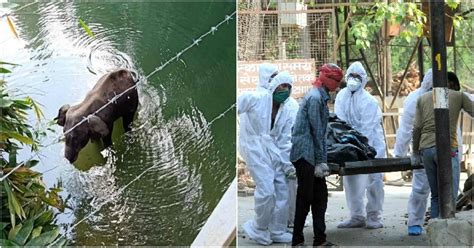 Elephant Death Calls For Stricter Wildlife Protection Laws, COVID Peak ...