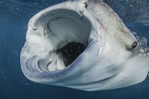 What Fish Eat Sharks