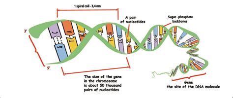 Image result for Gene Decoding