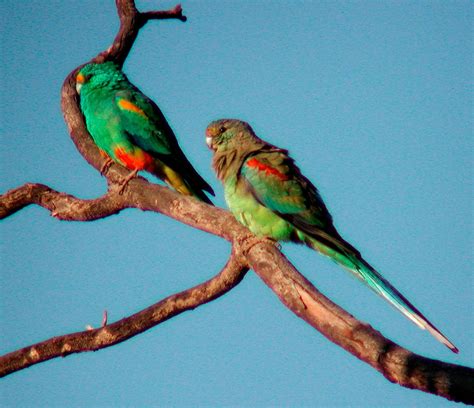 Perico Variado (Psephotellus varius) - Aves exóticas