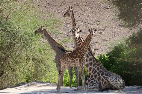 Why giraffes have short necks