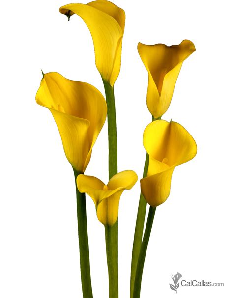 Calla Lily Yellow Png – Free Clipart #2087279 | Clipart Library