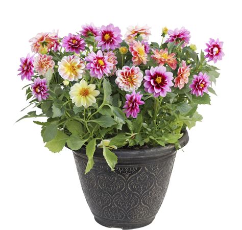 Can Dahlias Be Grown In Containers: Learn How To Grow Dahlias In Containers | Growing dahlias ... - can you grow dahlias indoors