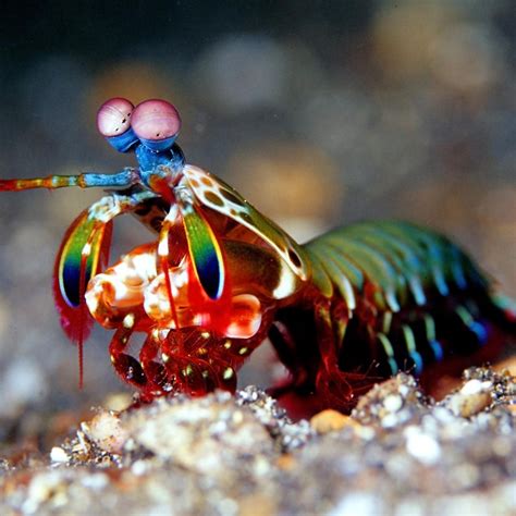 Mantis Shrimp Candy Corn