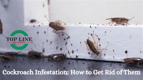 Cockroach Infestation Solutions 的图像结果