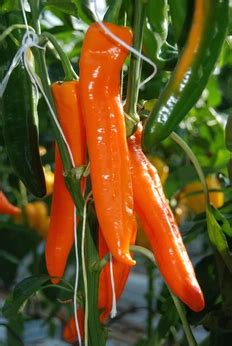 Sweet Pepper Sweet Point Orange