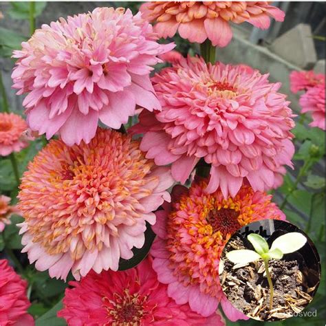 จุดประเทศไทย Now 20 seeds Cinder ella Zinnia Flower Seeds (Mixed Colors ...