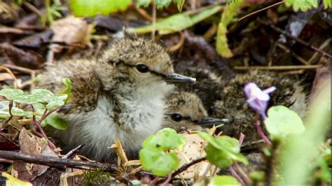 Image result for Springwatch Ethnic Guests