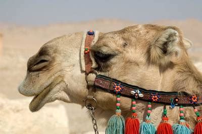 Wüstenhotel Chez le Pacha M'Hamid in M'Hamid, Zagora