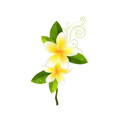 White Flowers PNG Free Images with Transparent Background - (11,598 ...