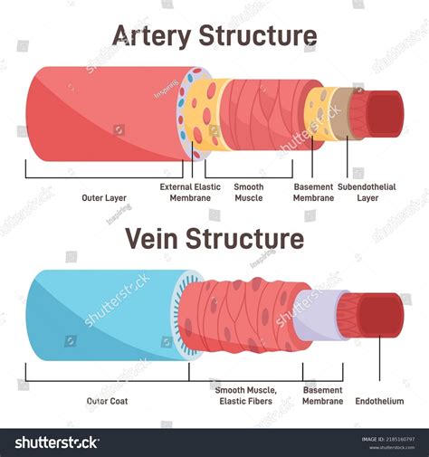 Estructura arterial vs venosa. Diferencias anatómicas: vector de stock (libre de regalías ...