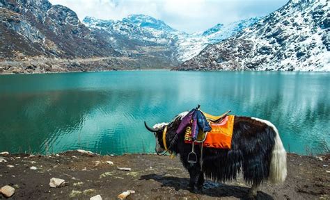 Best Time to Visit Sikkim 2026 | Flamingo Transworld