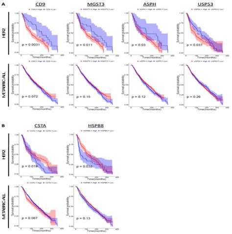 Proliferative Classification of Intracranially Injected HER2-positive ...