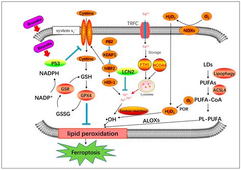 Brucella abortus Rough-Type Mutant Induces Ferroptosis and More ...