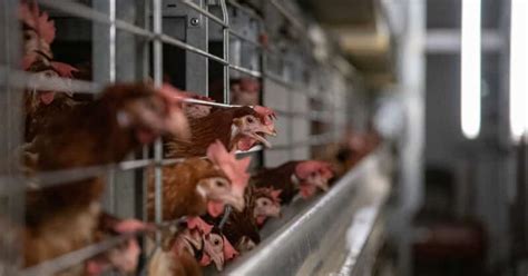 Industrial Agriculture 的图像结果