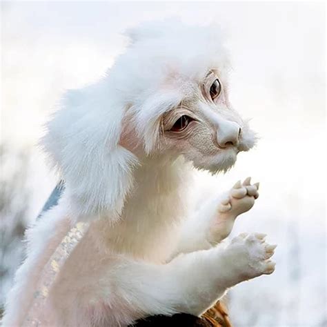 Nebwe Falkor Neverending Story, Luck Dragon Falkor India | Ubuy