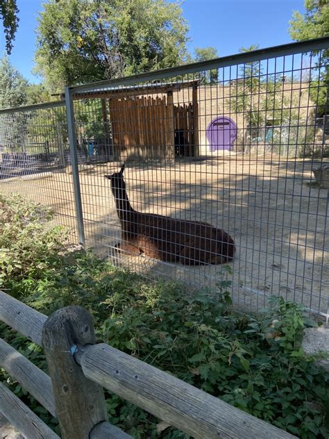 Denver Zoo: Information, Tickets and Reviews