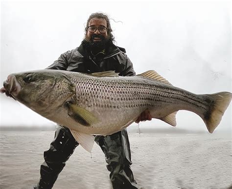 Worlds Biggest Striped Bass The Largest Striped Bass Ever Caught In