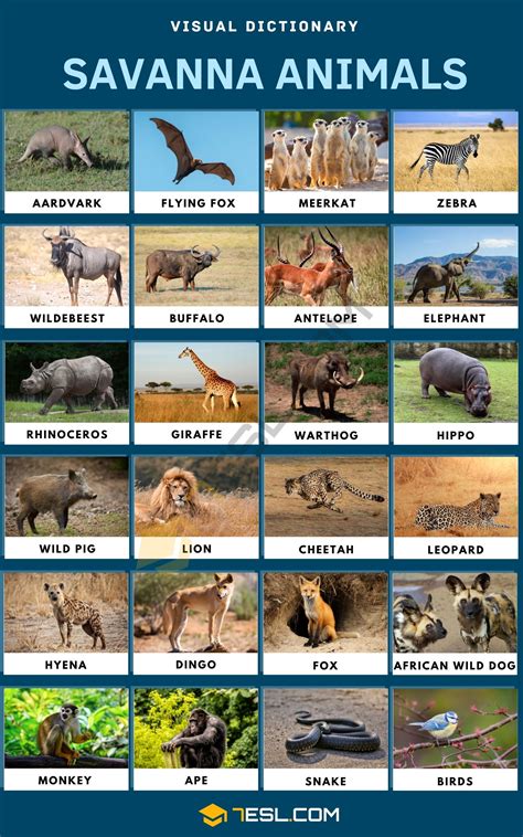 Animals That Live In The Savanna
