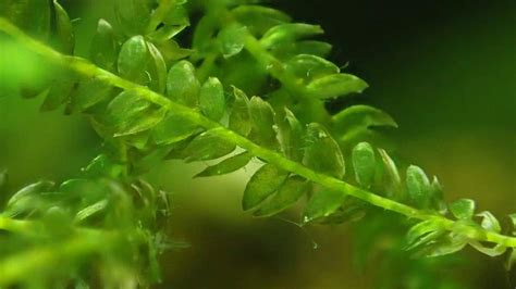How Tall Do Java Moss Grow 的图像结果