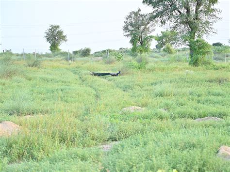 College professor transforms barren land into lush forest in Bikaner ...