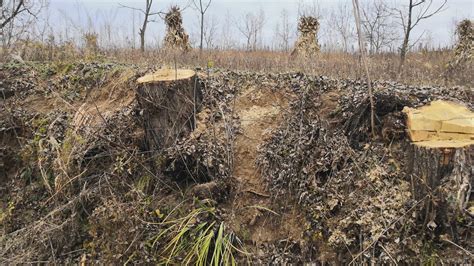 陕西秦岭山区的树木被大量砍伐，村民卖树赚钱，这样做有问题吗？ - 哔哩哔哩