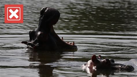 Pablo Escobar's cocaine hippos legally 'people': US judge | fox43.com