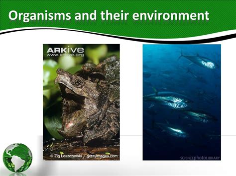 Ecology 的图像结果