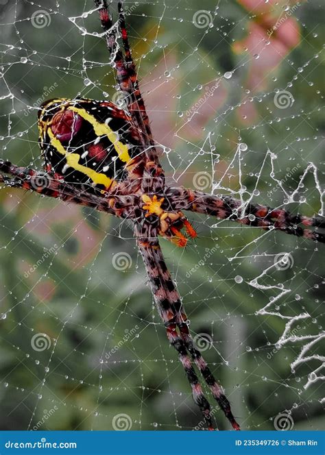 Wild Animals, Spiders of Predatory Animal Species by Installing Traps ...