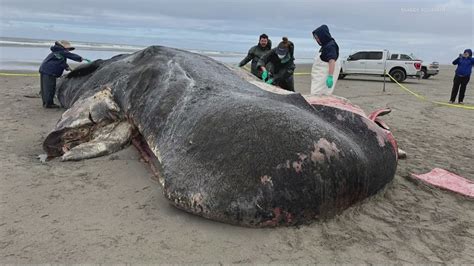 Dead sperm whale on Oregon beach will remain to feed local ecosystem ...
