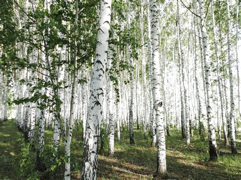 Forest Tree 的图像结果