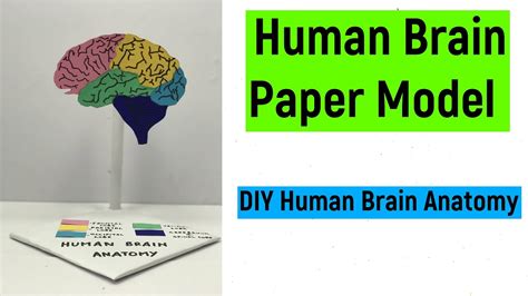 DIY Brain Model Projects 的图像结果