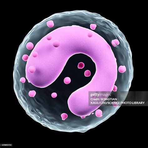 Image result for Monocyte