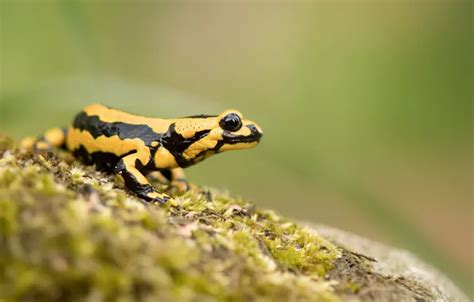 Wallpaper background, moss, frog, yellow, spotted, with black spots for ...