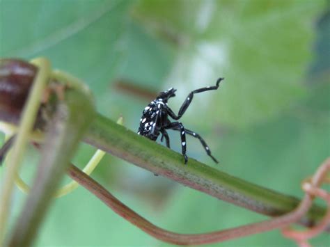 Lantern Fly Nymph 的图像结果