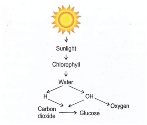 Genius Community | Photosynthesis: Factors