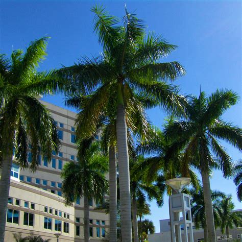 Nova Southeastern University - Net Price, Tuition, Cost to Attend ...