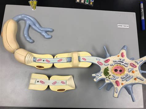 Multipolar Neuron Model 的图像结果