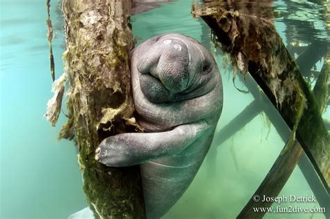 Example of Animals Can Swim 的图像结果