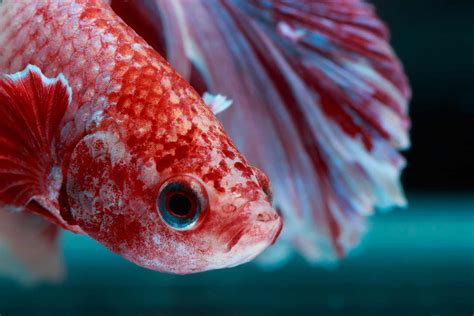 When Your Betta's Eyes Cloud: Understanding the Signs and Finding Hope