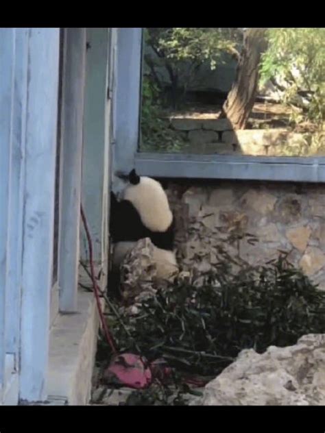 “百万年之谜”揭开：大熊猫为何爱吃竹子？-百万年之谜,揭开,大熊猫,爱吃,竹子 ——快科技(驱动之家旗下媒体)--科技改变未来