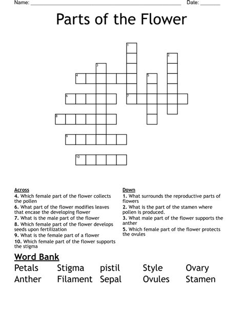Parts Of A Plant Crossword Puzzle at Constance Woodford blog