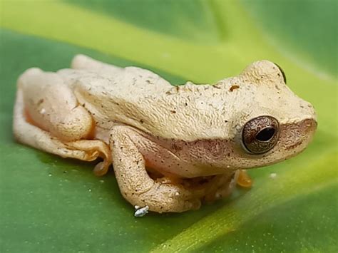 Image result for Yellow Tree Frog