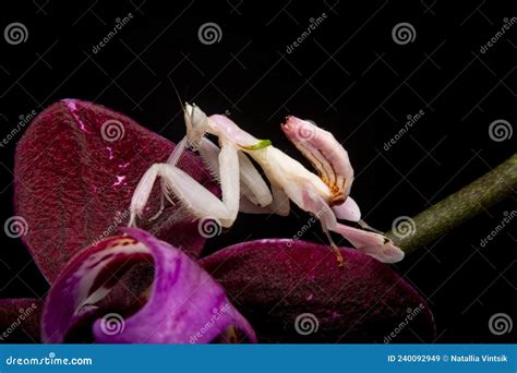 Orchid mantis praying stock image. Image of springtime - 240092949