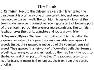 Tree Stem 的图像结果