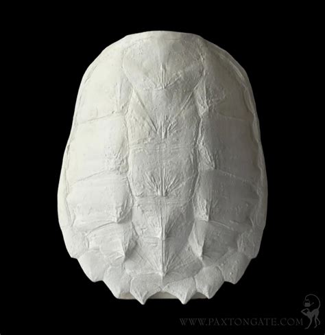 Image result for Snapping Turtle Shell Small Plastic