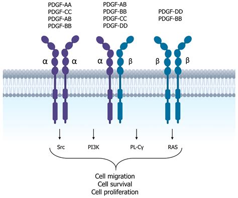 Progress in Regenerative Medicine: Exploring Autologous Platelet ...