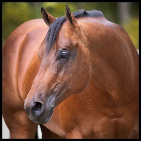 Image result for Red V. Blue Code VB